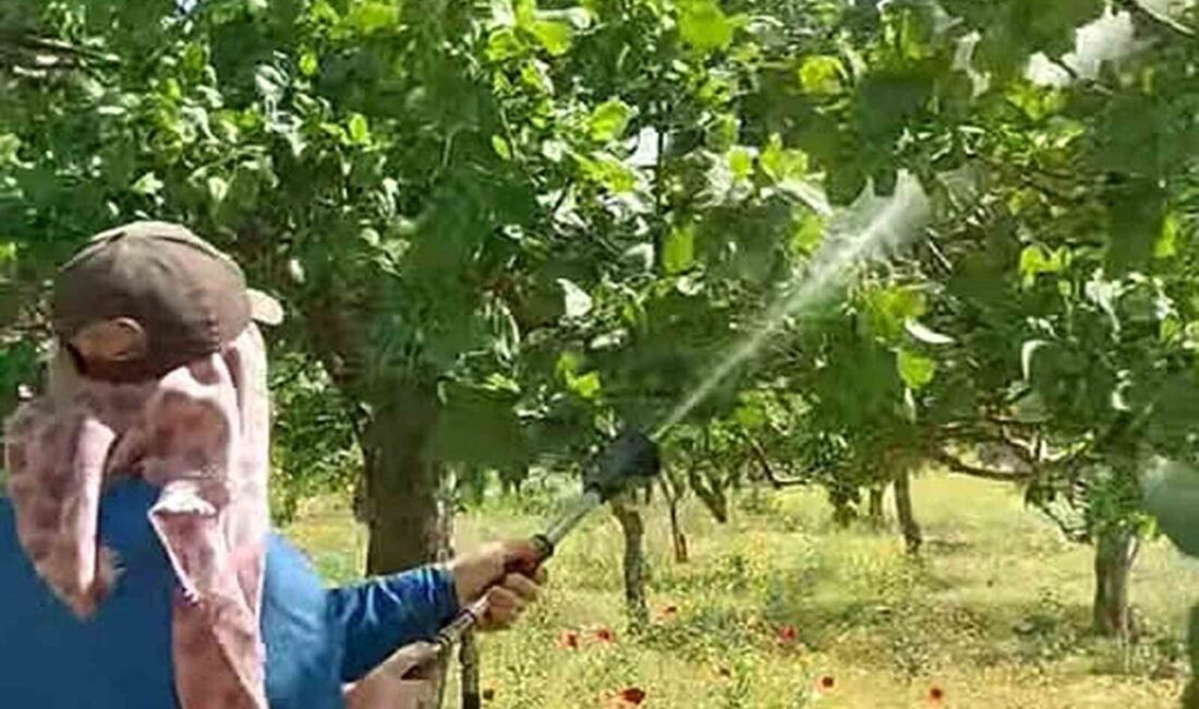 Gaziantep’in Araban ilçesinde Antepfıstığı üreticileri, sonbahar, kış ve ilkbaharda etkili