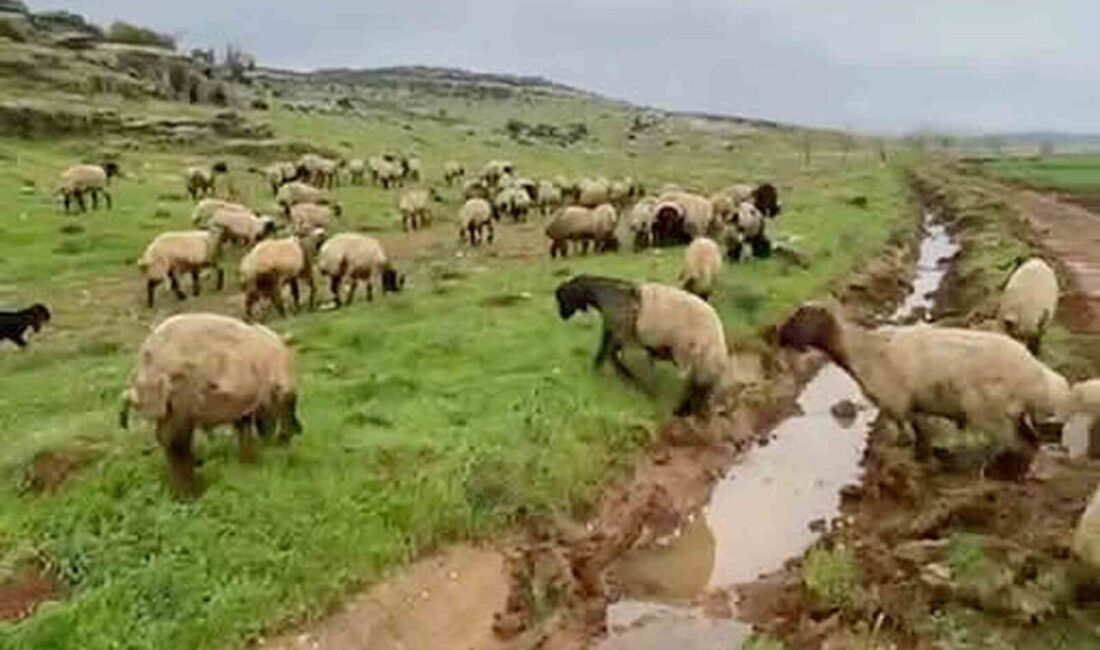 Yaklaşan Kurban Bayramı öncesi Gaziantep’in Araban ilçesinde küçükbaş ve büyükbaş