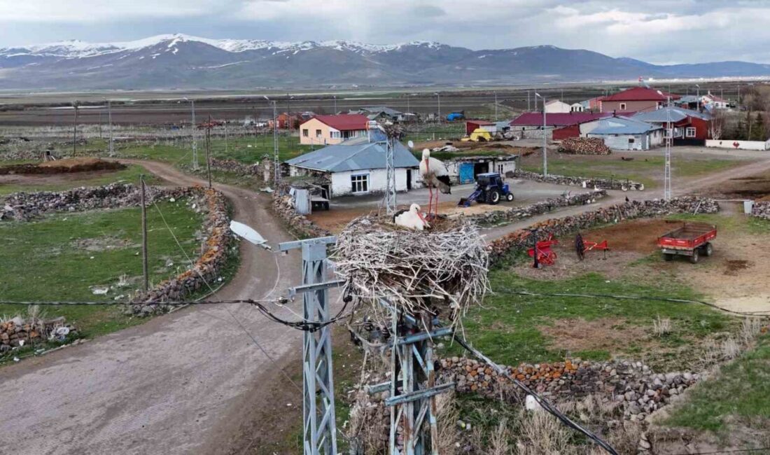 Ardahan’ın Ağzıpek köyü, baharın gelmesiyle birlikte leyleklerin uğrak noktası haline