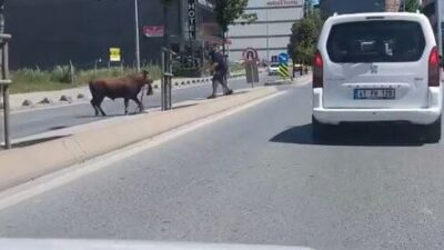 İstanbul Arnavutköy’de sahibinin elinden kaçan kurbanlık dana, sokak aralarında koşarak