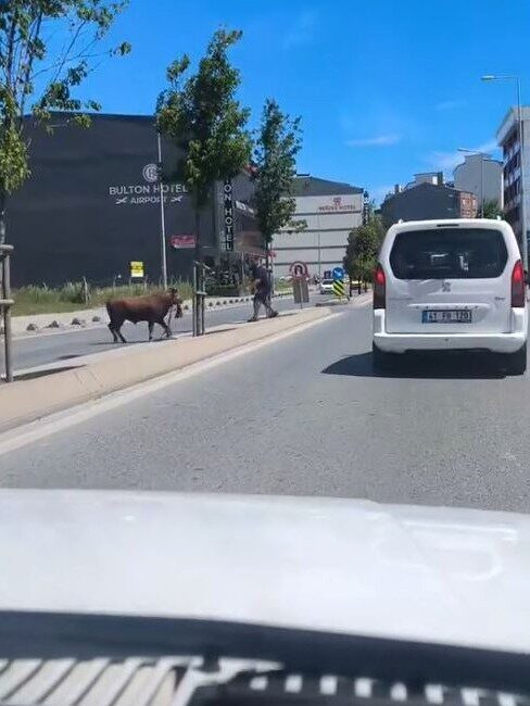 İstanbul Arnavutköy’de sahibinin elinden kaçan kurbanlık dana, sokak aralarında koşarak
