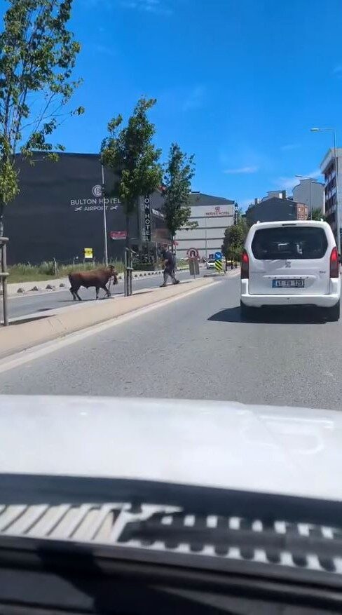 İstanbul Arnavutköy’de sahibinin elinden kaçan kurbanlık dana, sokak aralarında koşarak