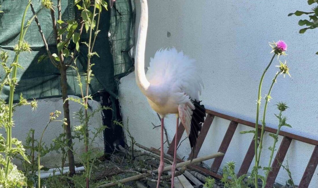 İstanbul’un Arnavutköy ilçesinde ormanlık alanda kanadı kırık halde bulunan flamingo,