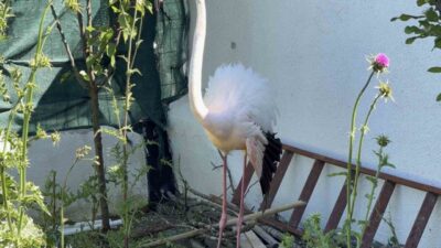 İstanbul’un Arnavutköy ilçesinde ormanlık alanda kanadı kırık halde bulunan flamingo,