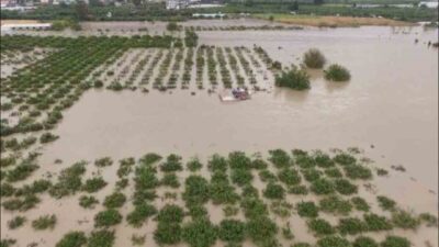 Hatay’ın Samandağ ilçesinde aşırı yağışlarla debisi artan Asi Nehri’nin taşmasıyla