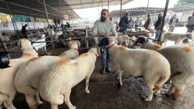 Balıkesir’in Havran ilçesinde kurulan ve bölgenin tek ruhsatlı canlı hayvan