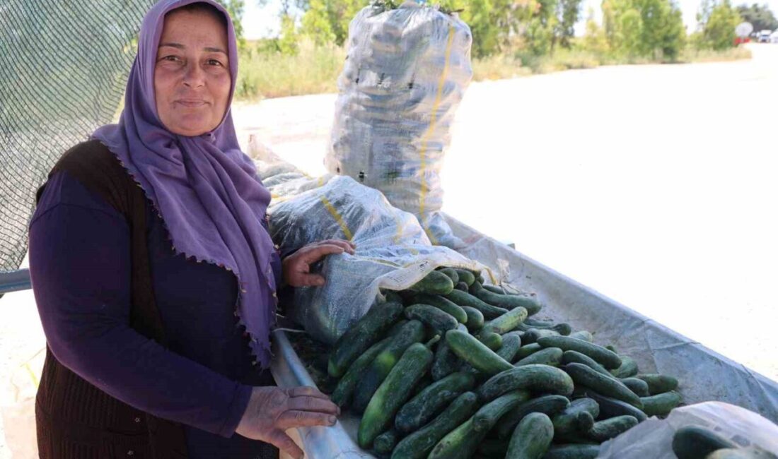 Adana’nın İmamoğlu ilçesinde atalık tohumla yetiştirilen ve geçmişte adına festivaller