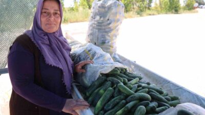 Adana’nın İmamoğlu ilçesinde atalık tohumla yetiştirilen ve geçmişte adına festivaller