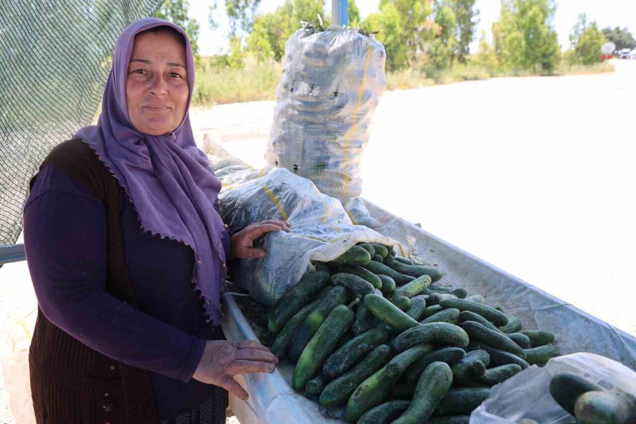 Adana’nın İmamoğlu ilçesinde atalık tohumla yetiştirilen ve geçmişte adına festivaller