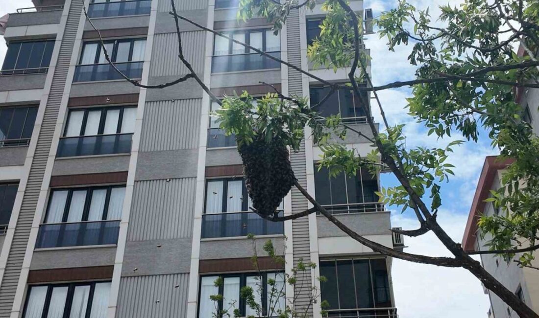 İstanbul’un Ataşehir ilçesinde cadde üzerindeki bir ağaçta kümelenen yüzlerce arı