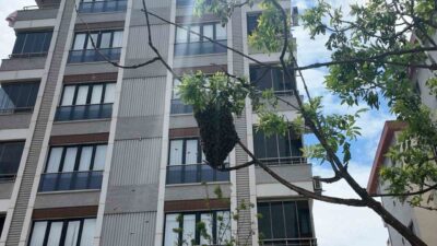 İstanbul’un Ataşehir ilçesinde cadde üzerindeki bir ağaçta kümelenen yüzlerce arı