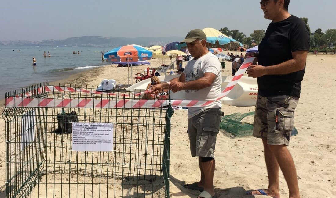 Aydın’ın Kuşadası ve Didim kıyılarında iribaşlı deniz kaplumbağalarının yuvalama sayısı