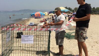Aydın’ın Kuşadası ve Didim kıyılarında iribaşlı deniz kaplumbağalarının yuvalama sayısı