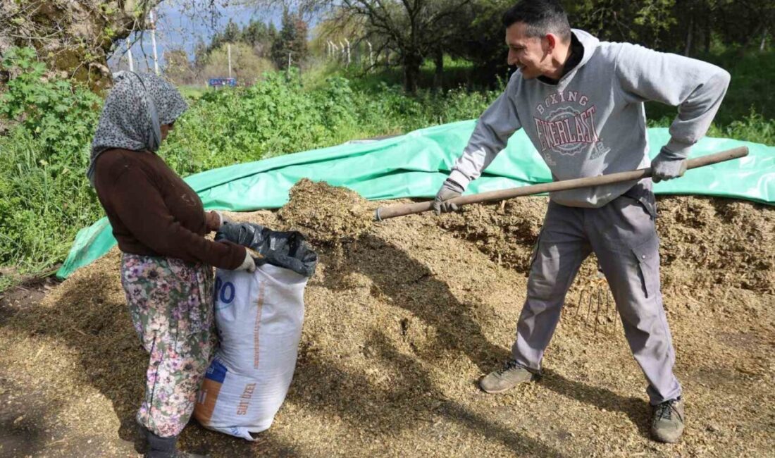 Aydın’da bu yıl yağışların mevsim normallerinde seyretmesi ve bahar aylarının