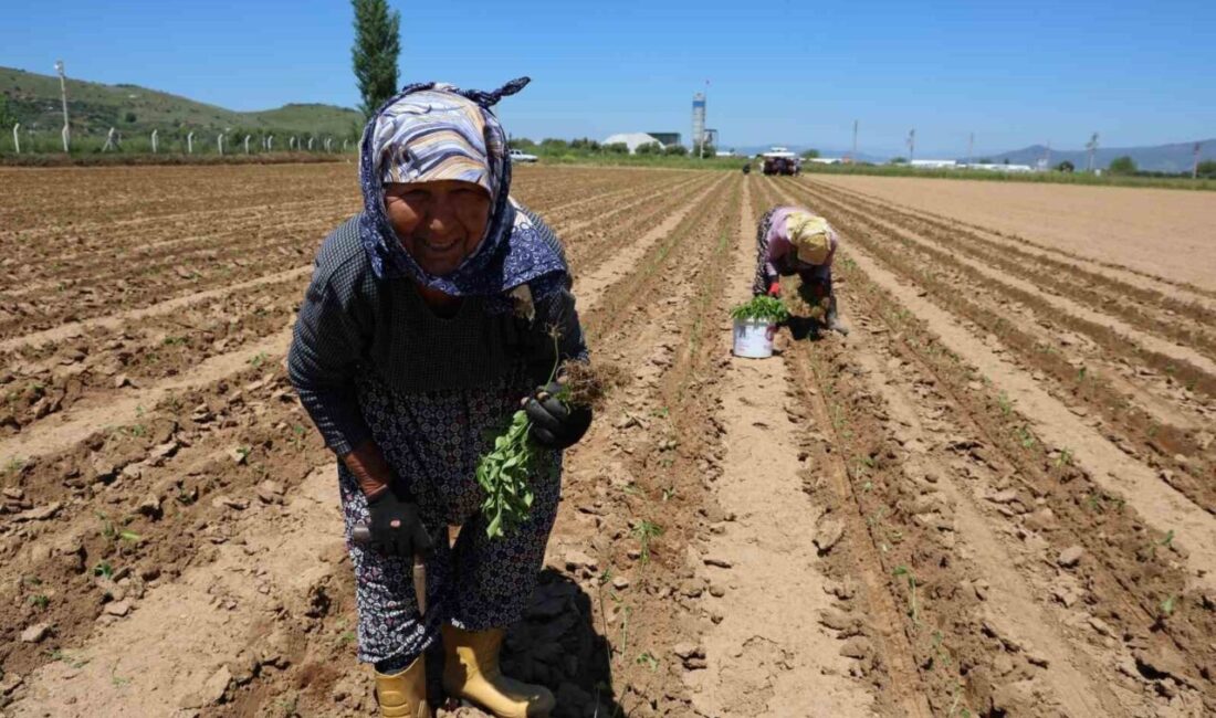 Aydın’ın Çine ilçesinde sabahın erken saatlerinde tarlaya inen üreticiler, biber