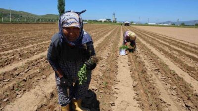 Aydın’ın Çine ilçesinde sabahın erken saatlerinde tarlaya inen üreticiler, biber
