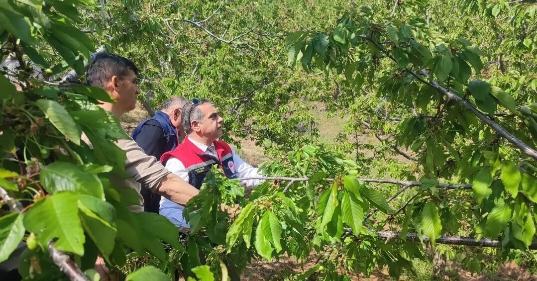 Aydın’ın Kuyucak ilçesinde etkili olan dolu yağışı nedeniyle zarar gören