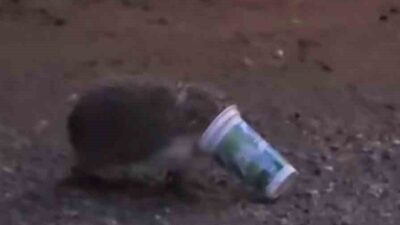 Eskişehir’de kafası plastik ayran kutusuna sıkışan ve kurtulmak için çaresizce