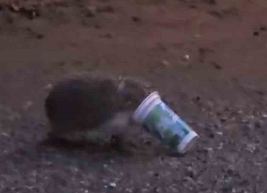 Eskişehir’de kafası plastik ayran kutusuna sıkışan ve kurtulmak için çaresizce