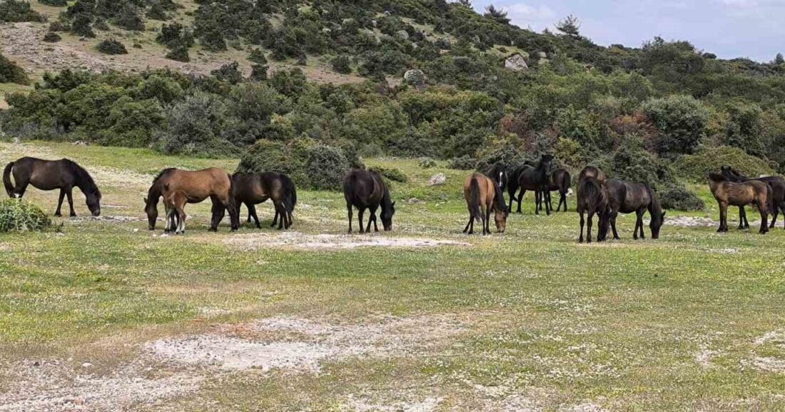 Çanakkale’nin Ayvacık ilçesinde iddiaya göre başı bol yılkı atları tarım