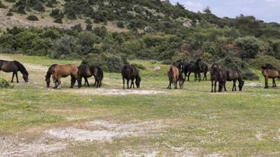 Çanakkale’nin Ayvacık ilçesinde iddiaya göre başı bol yılkı atları tarım