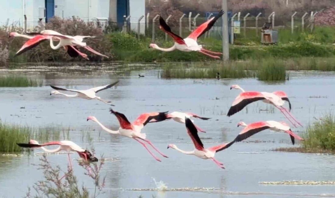 Balıkesir’in Ayvalık ilçesindeki lagünler ve sığ kıyılar, doğanın en zarif
