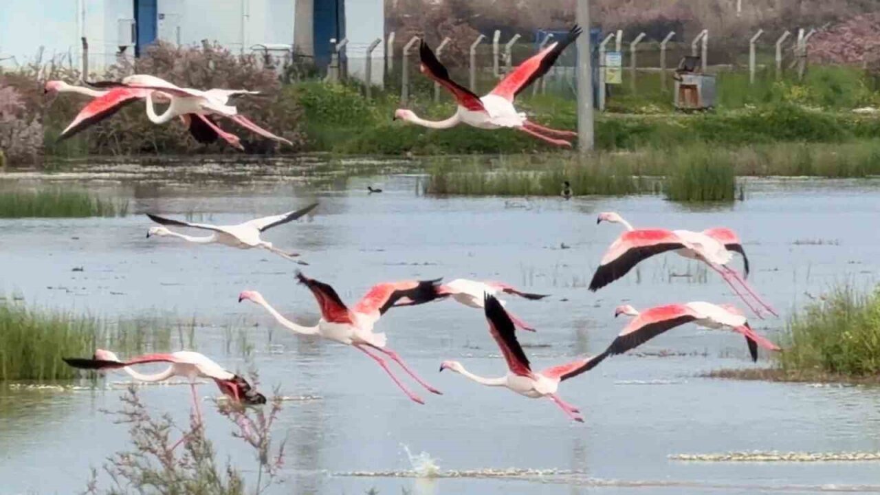 Balıkesir’in Ayvalık ilçesindeki lagünler ve sığ kıyılar, doğanın en zarif