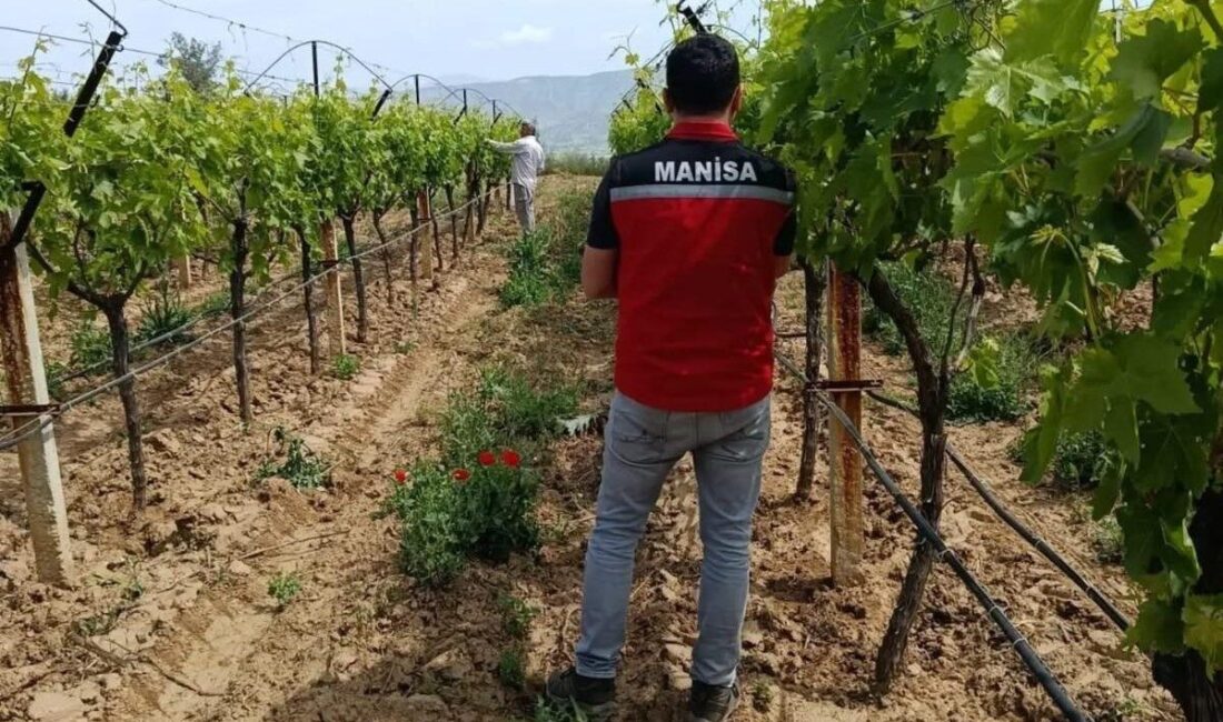 Manisa’nın Sarıgöl ilçesinde, 2026 yılı Hasat Öncesi Pestisit Denetimi Programı