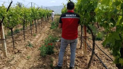 Manisa’nın Sarıgöl ilçesinde, 2026 yılı Hasat Öncesi Pestisit Denetimi Programı