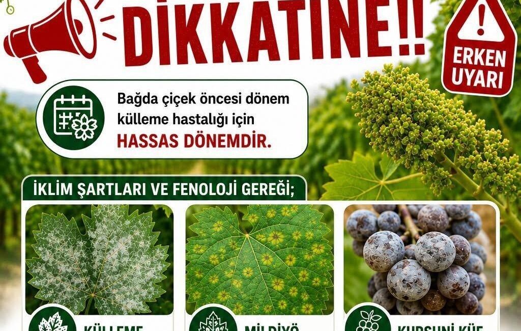 Manisa’nın Sarıgöl ilçesinde üzüm bağlarının çiçek dönemine girmesiyle birlikte İlçe