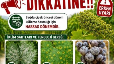 Manisa’nın Sarıgöl ilçesinde üzüm bağlarının çiçek dönemine girmesiyle birlikte İlçe