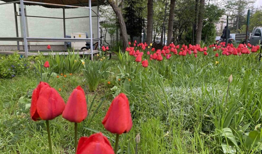 Eskişehir Çankaya mahallesi Göçmenevleri sokağı üzerinde bulunan bir binanın bahçesinde