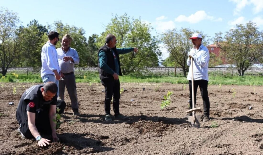 Erzincan Bahçe Kültürleri Araştırma Enstitüsü Müdürlüğü tarafından aronya çeşitlerinin adaptasyon