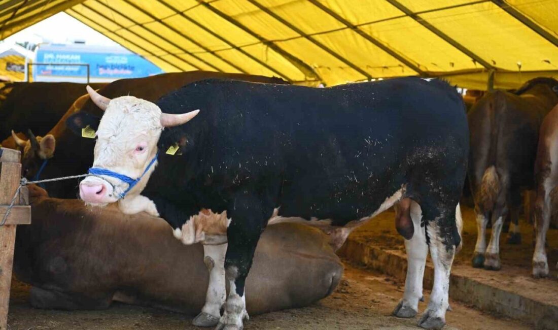 Bahçelievler Belediyesi, Kurban Bayramı’nın huzurlu, güvenli ve sağlıklı bir şekilde