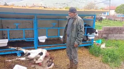 Konya’nın Karapınar ilçesinde başıboş köpeklerin saldırısı sonucu bir buzağı telef