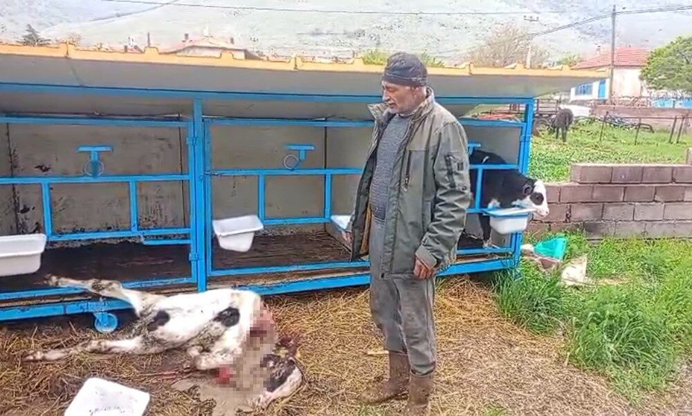 Konya’nın Karapınar ilçesinde başıboş köpeklerin saldırısı sonucu bir buzağı telef