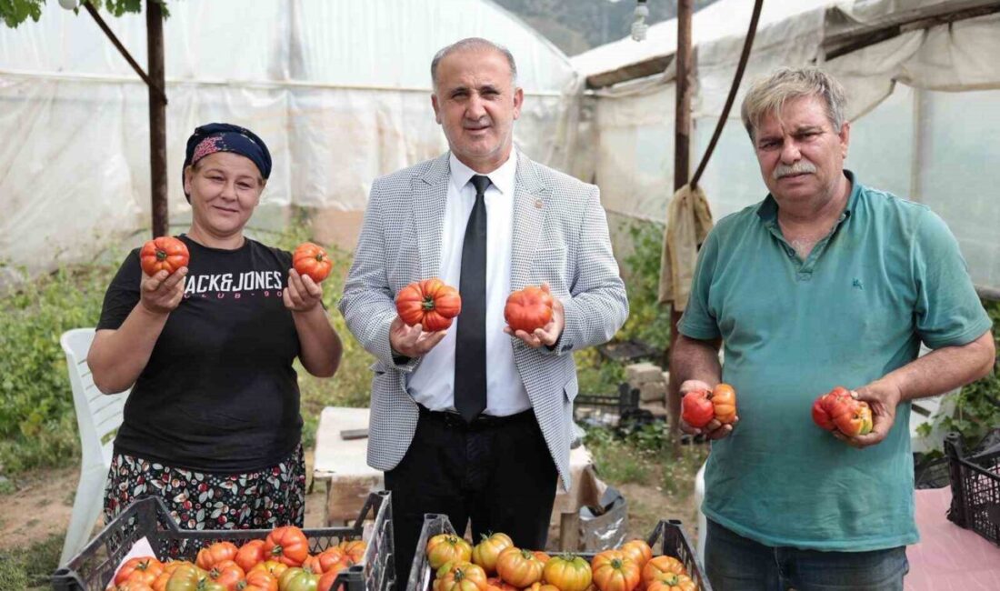 İncirliova’nın yerli domatesinin ilk hasadı Dünya Çiftçiler Günü’nde yapılmaya başlandı.
