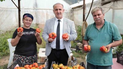 İncirliova’nın yerli domatesinin ilk hasadı Dünya Çiftçiler Günü’nde yapılmaya başlandı.