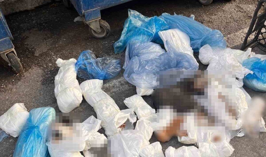 İzmir’in Buca ilçesinde 33 kedinin çöp konteynerinde ölü bulunmasına ilişkin