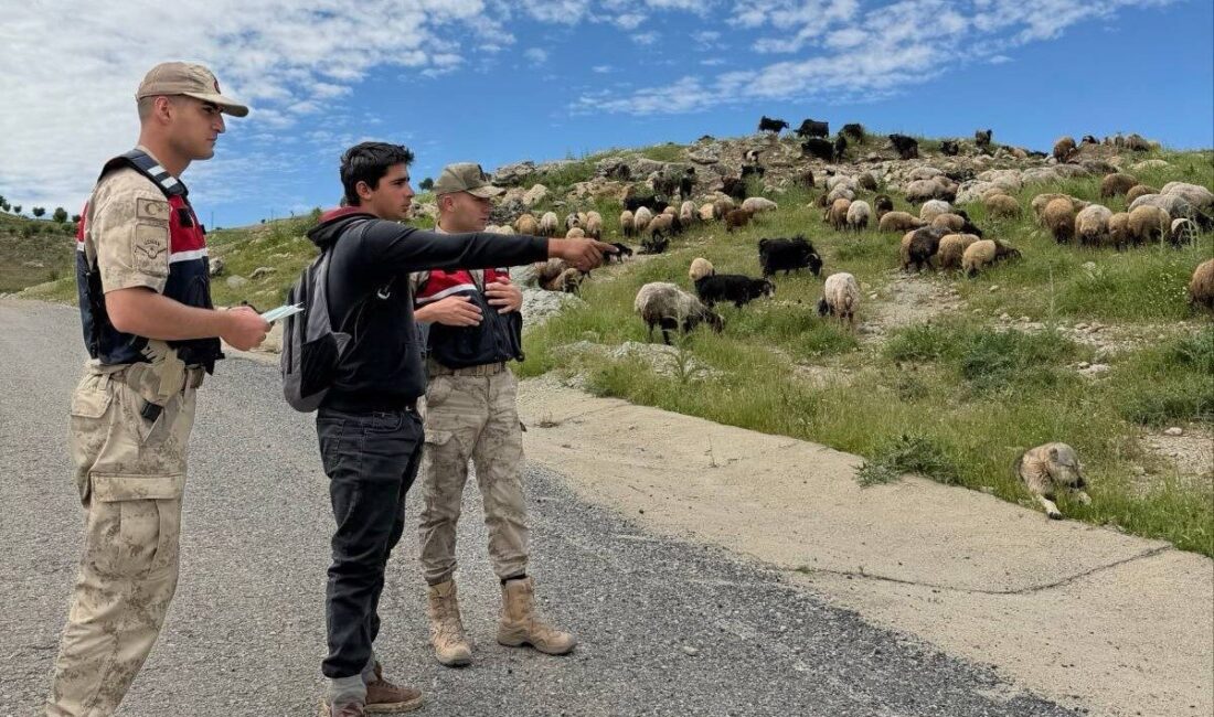 Batman’ın Sason ilçesinde jandarma ekipleri, yaklaşan Kurban Bayramı öncesinde hayvan