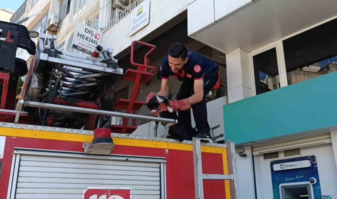 Batman’da bir binanın birinci kat balkonunda mahsur kalan sokak kedisi