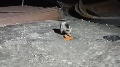 Bayburt’ta şantiye sahasına gece saatlerinde karnını doyurmaya gelen bir ayı,