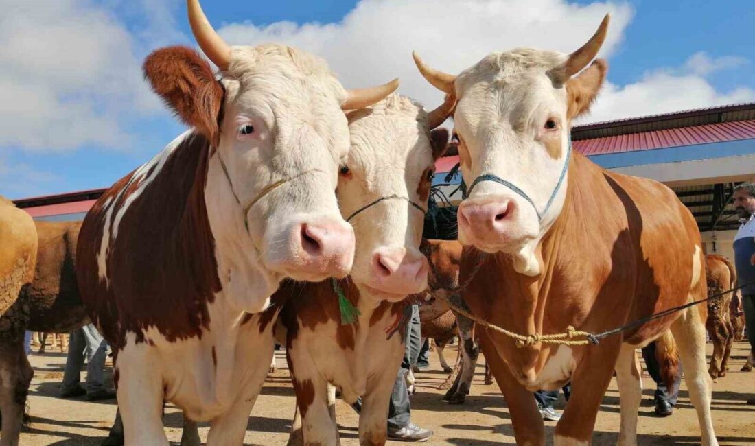 Bayburt’ta kurbanlık hayvan satışları, canlı hayvan pazarında başladı. Kentteki tek