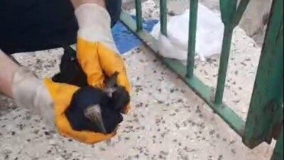 Bayburt’ta poşete dolanan karga, baba ve oğlunun müdahalesiyle kurtarılarak doğaya