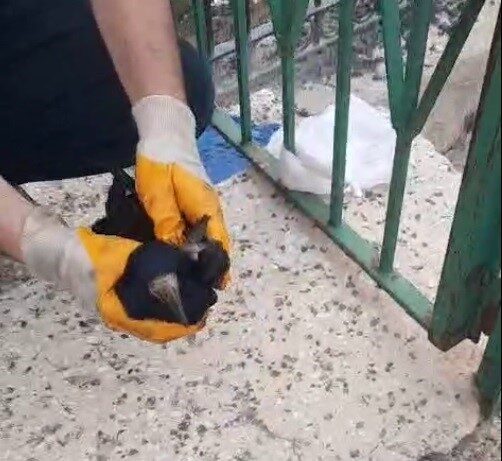 Bayburt’ta poşete dolanan karga, baba ve oğlunun müdahalesiyle kurtarılarak doğaya