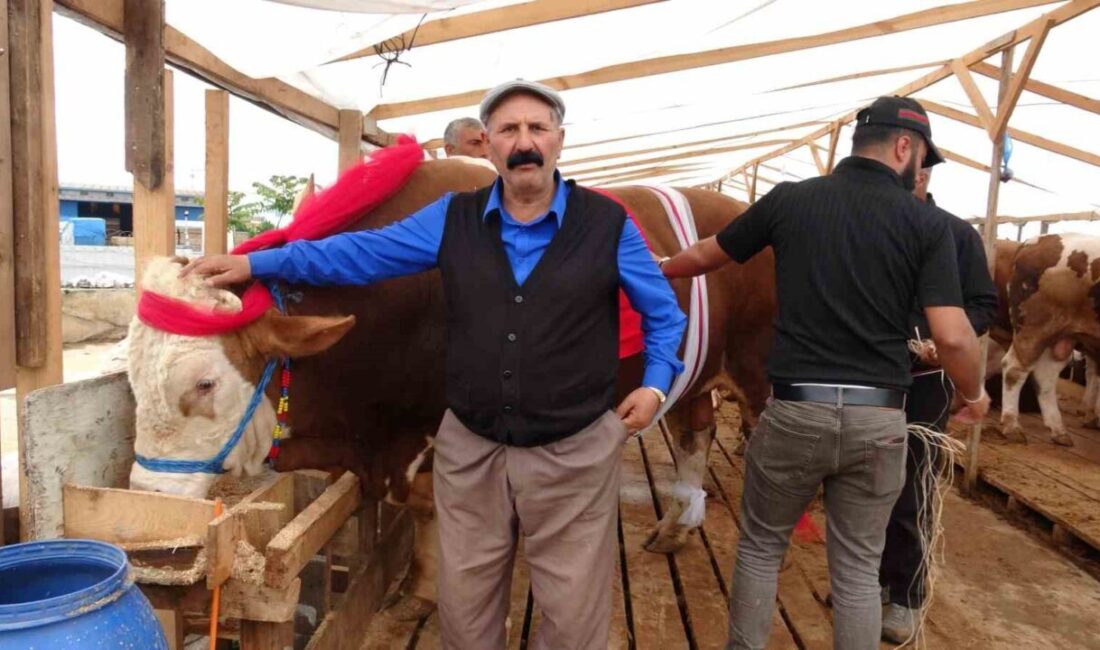 İstanbul’da yaklaşan Kurban Bayramı öncesinde kurban pazarlarında hareketlilik sürerken, Ataşehir