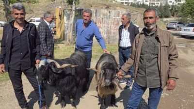 Diyarbakır’ın Çermik ilçesinde arefe günü kurbanlık hayvanlara ilgi arttı. Son