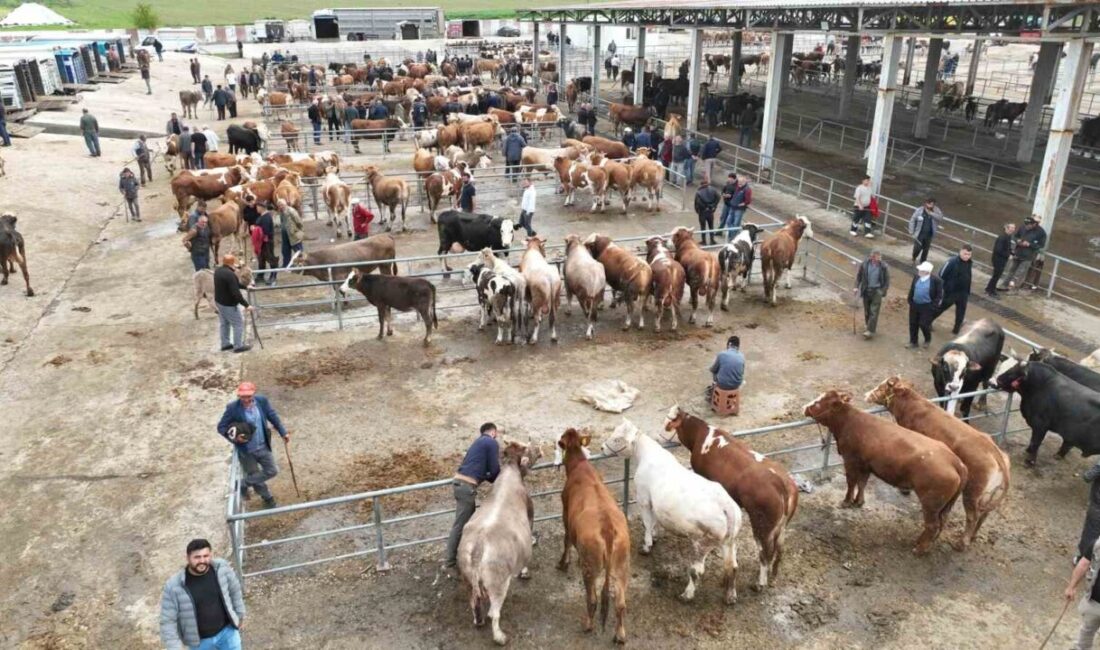 Yozgat’ın hayvancılık merkezlerinden biri olan Sorgun ilçesinde, yaklaşan Kurban Bayramı