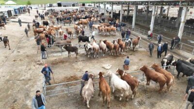Yozgat’ın hayvancılık merkezlerinden biri olan Sorgun ilçesinde, yaklaşan Kurban Bayramı