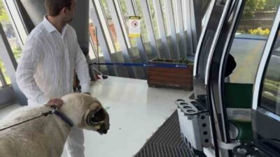 Bursa’da yaşayan Mesut Ceylan, Kurban Bayramı’nda keseceği koçu Uludağ’da teleferikle